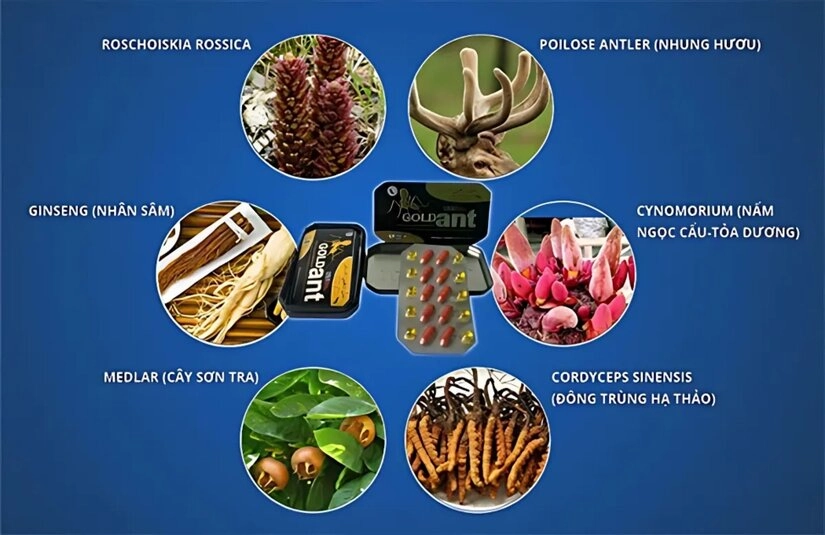 Các thành phần chính của thuốc kích dục Gold Ant USA